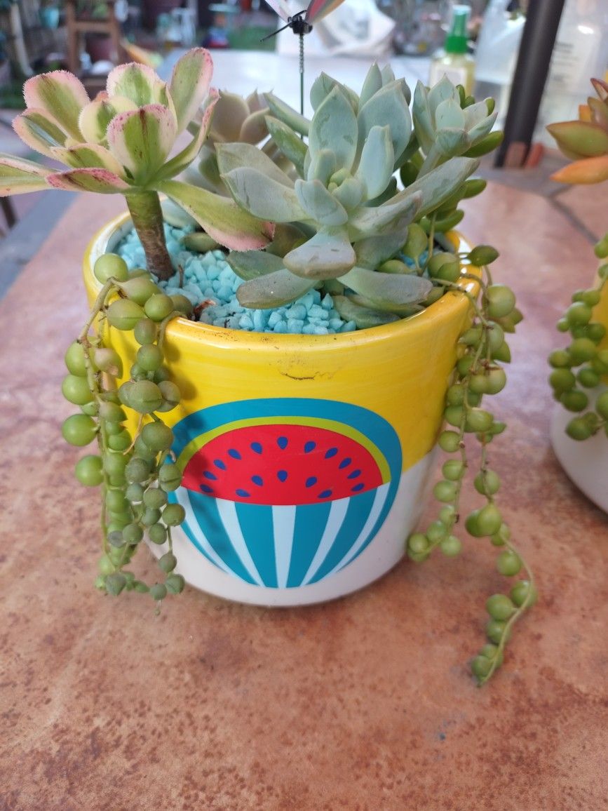 Cute Watermelon Ceramic Pots Colorful Succulents 🍉🌵🎁