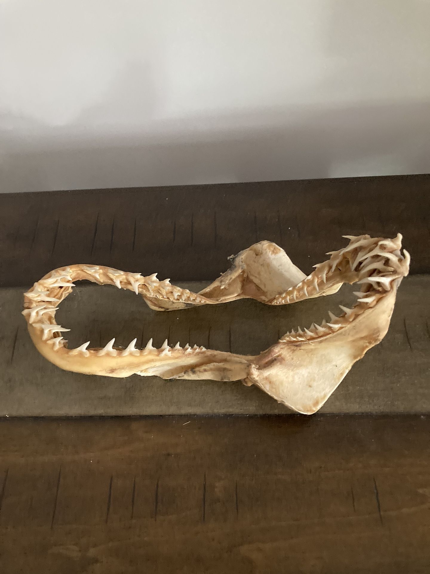 Shark Jaw Full Teeth