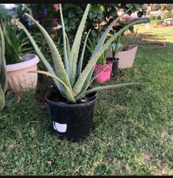 Aloe Vera