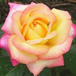 Rose bush Peace - mature, fragrant, large. Read description