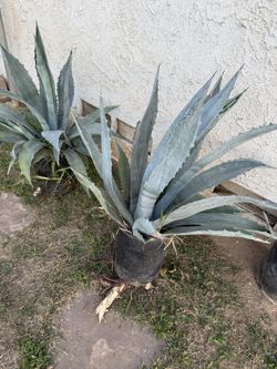 Agave Plant/Maguey