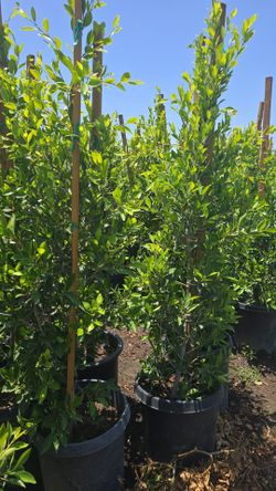 Indian Laurel