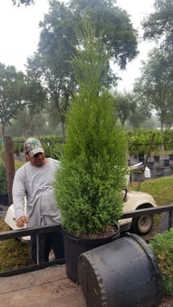 Cedar Trees