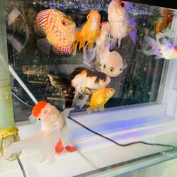 Fishtank 