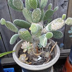 Cactus 🌵