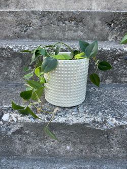 Iridescent Pot / Planter