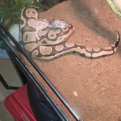 Tank For Sale