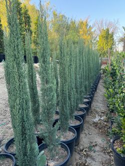 Italian Cypress