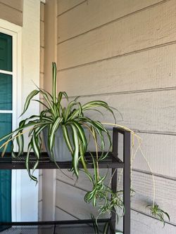 Spider plant