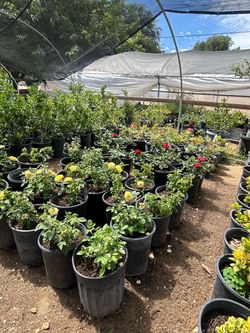 Clearance plant sale roses