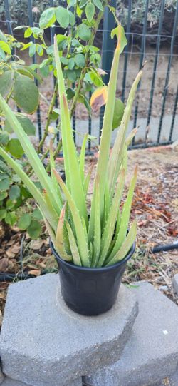 Aloe Vera