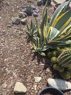 Agave Americana