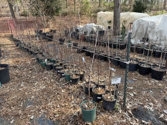 Bloodgood Japanese Maple