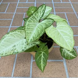 Big and beautiful arrowhead plant (Syngonium podophyllum) 🪴