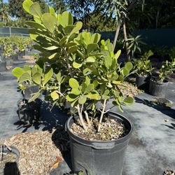 Clusia Trees 