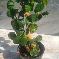 #47 Geranium aralia 34" Tall,  Indoor and outdoor plant