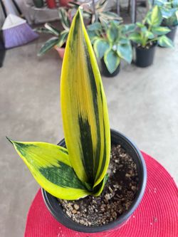 Golden Flame Snake Plant..very raare