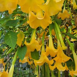 Yellow Angel Trumpet Tree