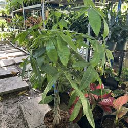 Money Tree In 3 gls Pot. SPECIAL PRICE🤩