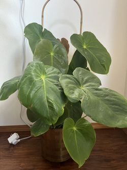 Anthurium Oxaca