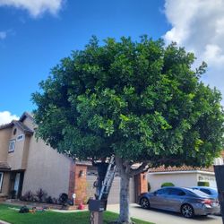 Need Your Trees Trimmed