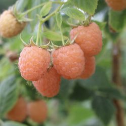 Everbearing Golden And Red Raspberry Plants