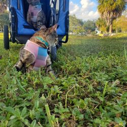 Jogging Pet Stroller
