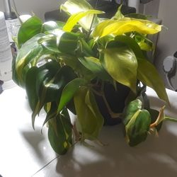 Brazilian Philodendron 15$