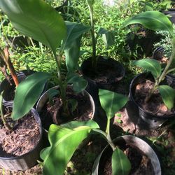Plantas De Platano 
