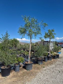 California peper tree