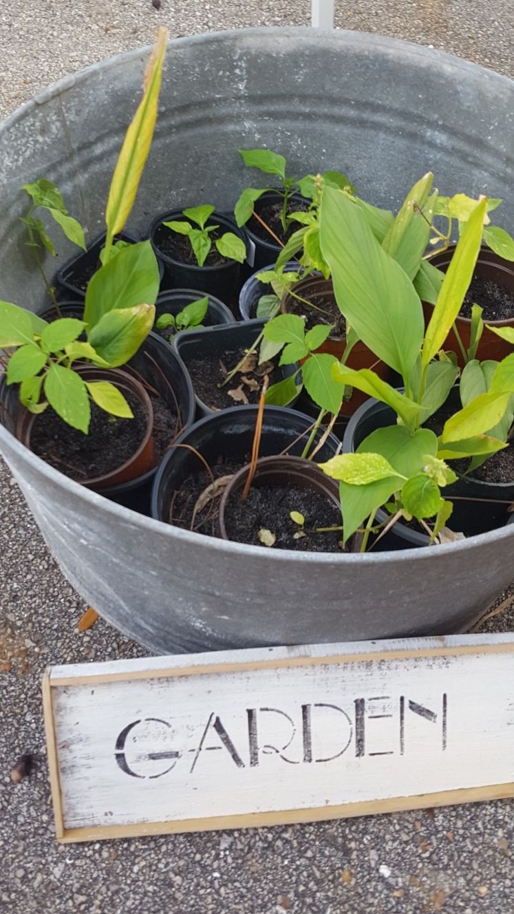 Organic herbal plants