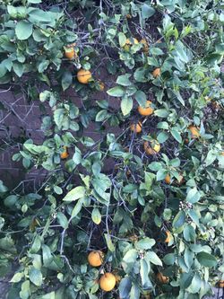 Lemons