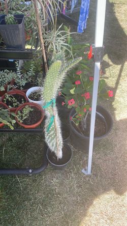 Nopales