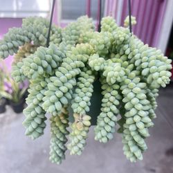 Donkey Tail Succulent Plant