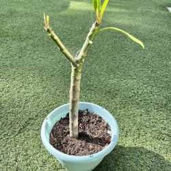 Potted Pink Plumeria 