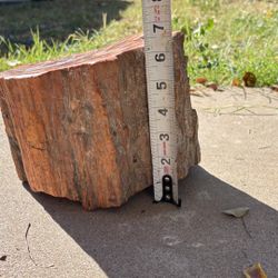 Rainbow Petrified Wood Stump – Polished Top