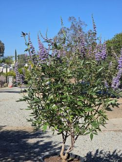 $95 Vitrex Tree 15-gallon 💜 5 feet tall