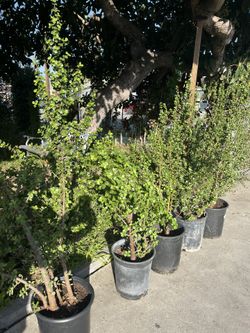 Elephant bush/ Jade Plant Size 40 -45”  $30 each 