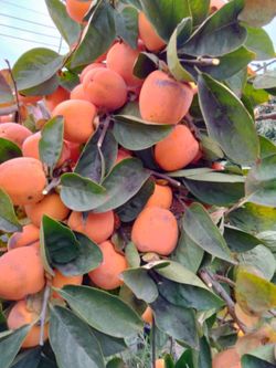 Sweet Delicious Organic Homegrown Hachiya Persimmons .