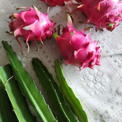 Pitaya Dragonfruit Plant Cuttings Red Pitahaya Dragon Fruit 