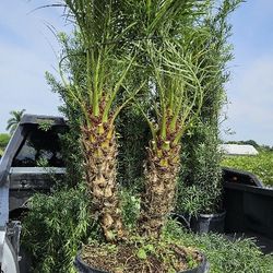 Robelines Double  Triple  