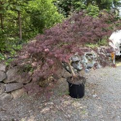 Japanese Maple
