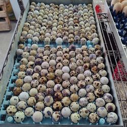 Eggs!