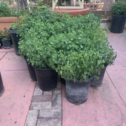 Plantas de Papalo!!!