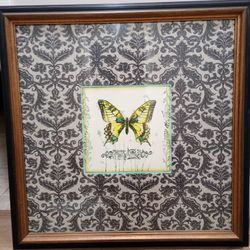Butterfly Frames Art 
