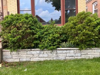 FREE - Mature Boxwood Shrubs - Must Dig and Haul