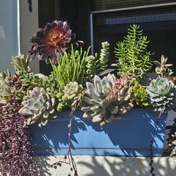 **ABSOLUTELY STUNNING** Window Box full of Succulents/Plants