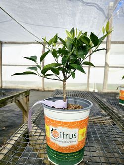 Citrus Trees 