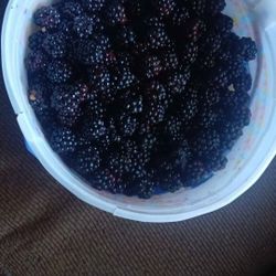 Blackberries (Regular Evergreen & Cascade Berries)