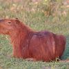 butt_the_butt